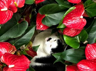 葉っぱも花もハートでウキウキ　ｂｙさぶ店長