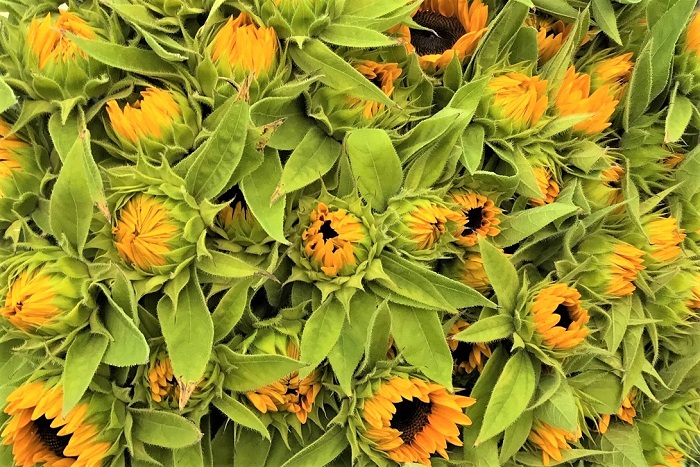 ひまわりはツボミを買うと飽きるほど楽しめます