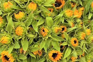 夏こそ必要な“植物生活”…小さな達成感と五感の刺激を求めて