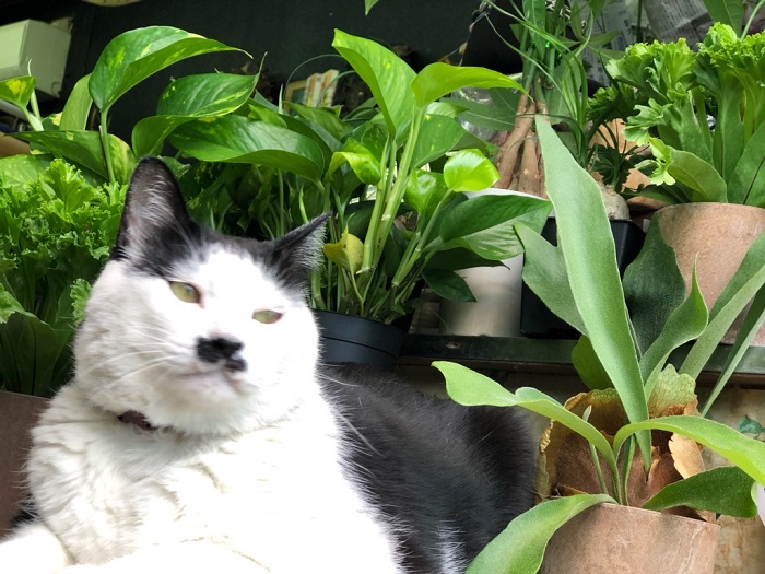 ワシの居場所に観葉植物置かないで　ｂｙさぶ店長