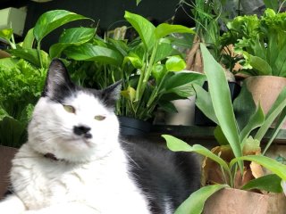 ワシの居場所に観葉植物置かないで　ｂｙさぶ店長