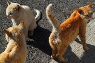 いつかキングに！ 志高い“にゃんたま”の野心に満ちた眼差し