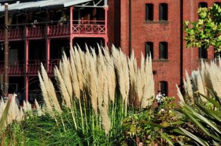 見ごたえ抜群！ご利益がありそうな輝く「パンパスグラス」