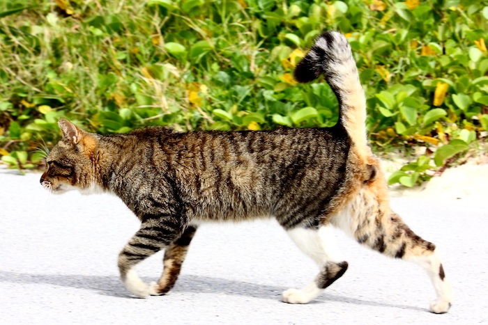 （写真:芳澤ルミ子）