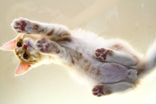 ガラステーブルの上でペタッ…涼をとる“にゃんたま”の愛で方