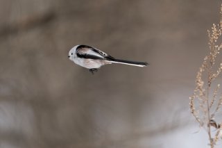 パラリンピック！ 2021.8.26（木）