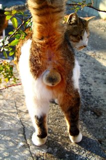 ダンディーな見返りポーズと完璧な“にゃんたま”にうっとり♡