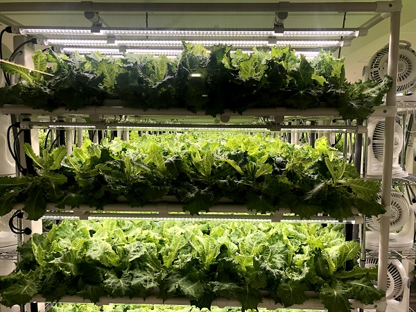 LEDライトですくすく育つレタスたち（C）コクハク