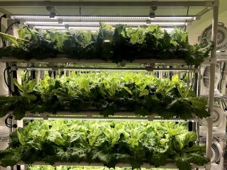 都内初！西友の“レタス工場”に行ってみた 2021.8.30（水）