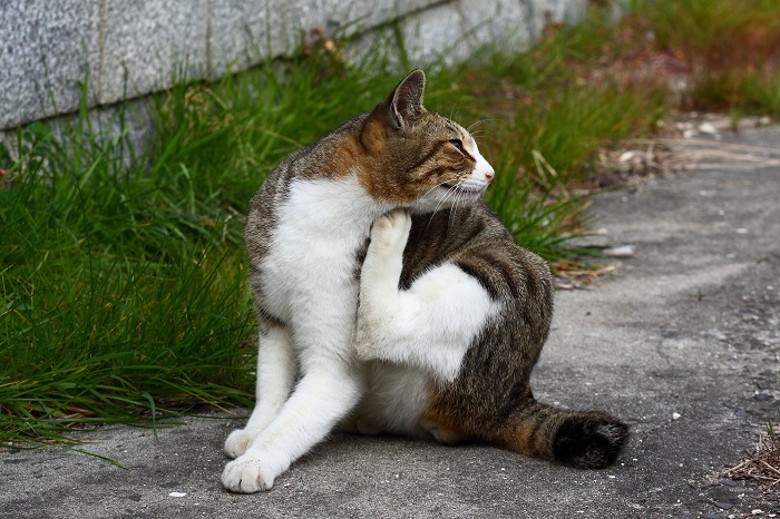 （写真:芳澤ルミ子）