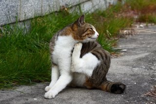 チラ見えに風情を感じたら…あなたもすっかり“にゃんたま”通