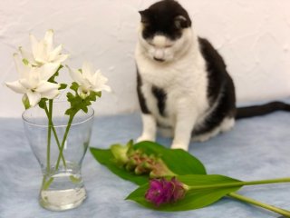 根っこも使えて花もキレイだなんて、この花どんだけお得やねん　ｂｙさぶ店長