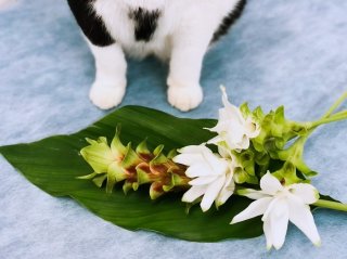 厳しい残暑に清涼を！ウコンの花「クルクマ」の美しい花姿