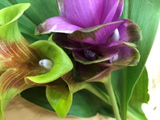 豆っころみたいに小さいのがホンマの花らしいんですわ　ｂｙさぶ店長