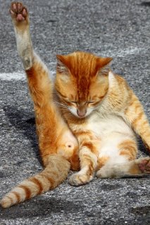 ワイルドな肉球とふわふわ“にゃんたま”のギャップにきゅん♡