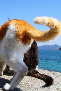 シャープな後ろ姿がカッコイイ！“にゃんたま”のデートを激写