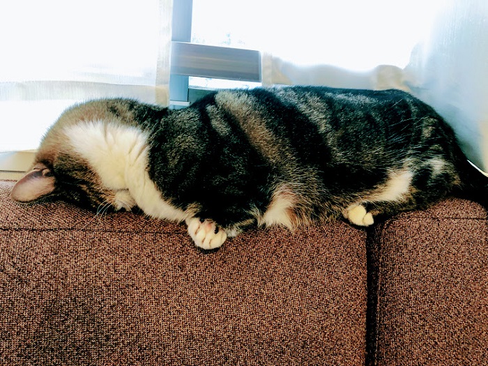 「ごめん寝」のお手本のような姿（C）コクハク