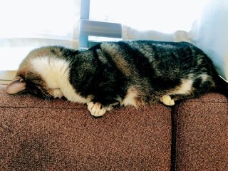 苦しくないの？ 猫の「ごめん寝」姿を愛でる 2021.9.7（火）