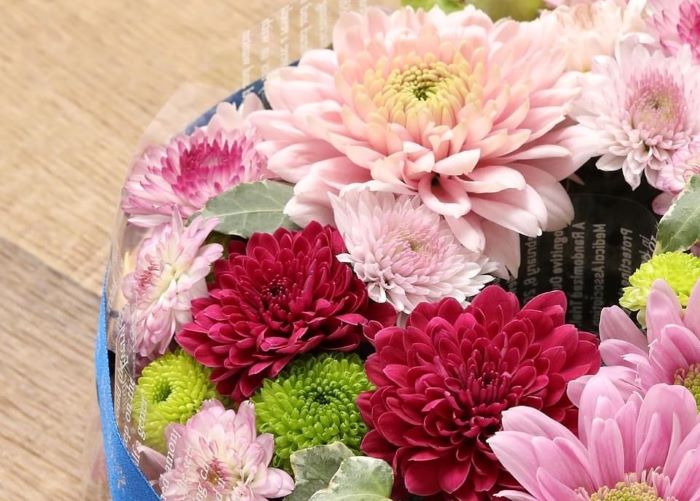 菊は縁起が悪いって？とんでもない！（写真　マム大学）