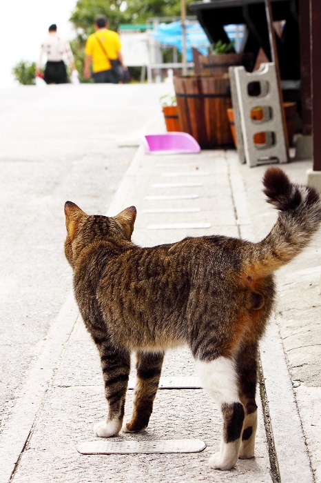 （写真:芳澤ルミ子）