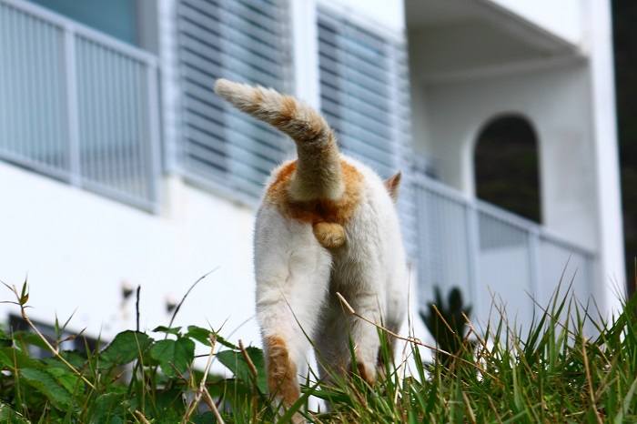 （写真:芳澤ルミ子）