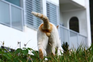 “にゃんたま”のあとを追って思い出す…ジブリ映画の名ゼリフ