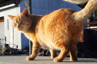 来年カレンダーの表紙モデル!イケメン“にゃんたま”の立ち姿