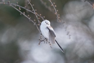 敬老の日 2021.9.20（月祝）