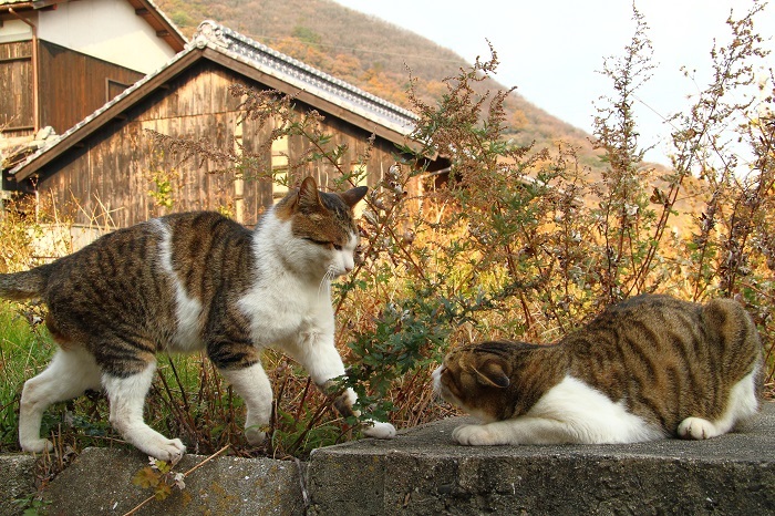 （写真:芳澤ルミ子）