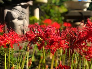 いつでも堂々と…彼岸花が持つ美しさと強さ 2021.9.22(水)