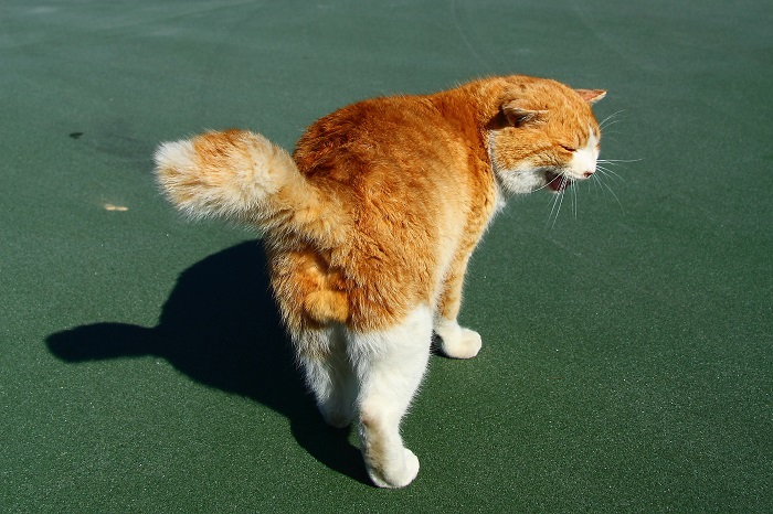 （写真:芳澤ルミ子）