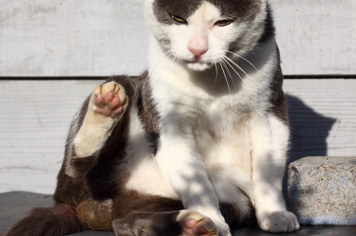 （写真:芳澤ルミ子）
