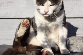 寝すぎて眠いにゃ…陽だまりでぼんやり中の“にゃんたま”様