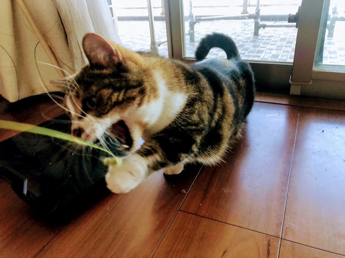 野性が爆発してる！（C）コクハク