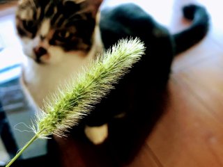 猫は本当に「ネコジャラシ」にじゃれるのか 2021.10.2（土）