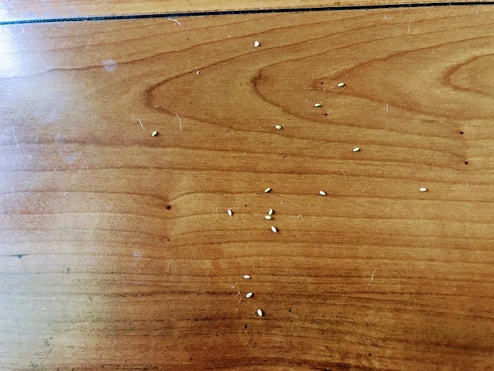 タネが床に…（C）コクハク