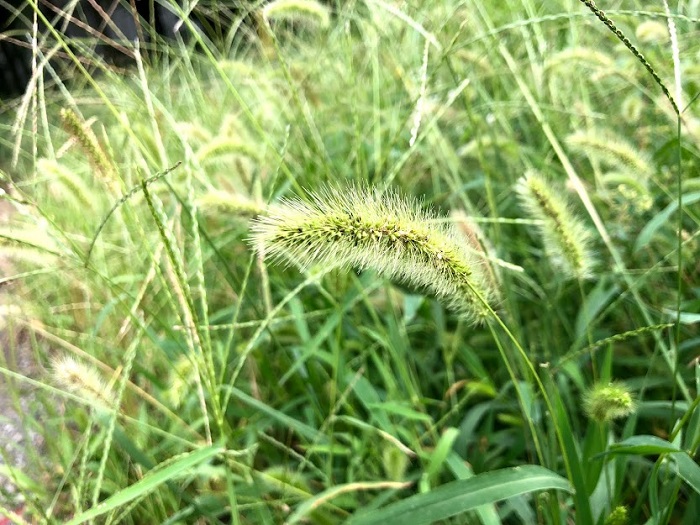 フラワーアレンジメントにも使われるそうですよ（C）コクハク