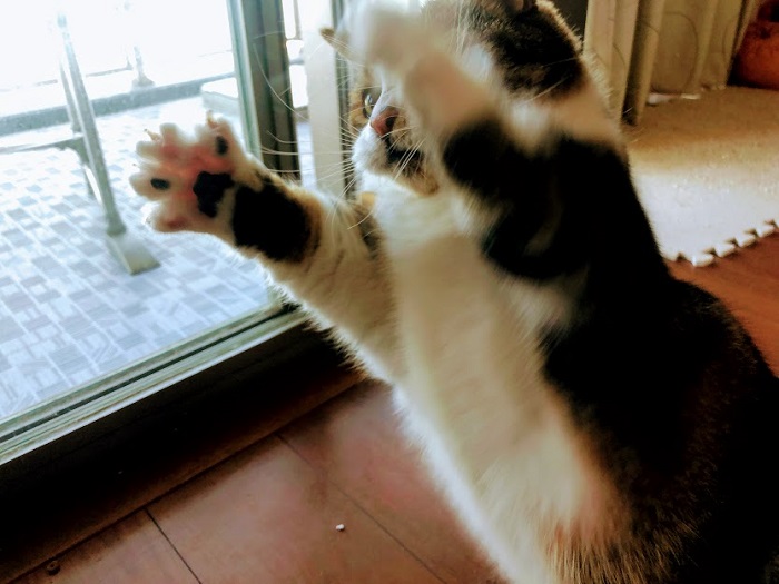 大はしゃぎ！（C）コクハク