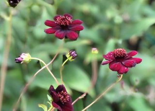 色も香りもチョコレート♡大人の魅力あふれる花が幸せを運ぶ