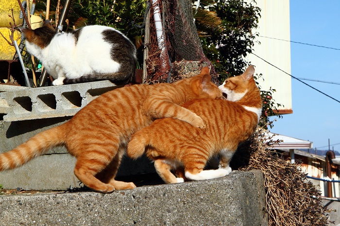 （写真:芳澤ルミ子）