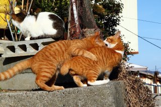 台風一過の陽だまりで恋の季節に備える若い“にゃんたま”たち