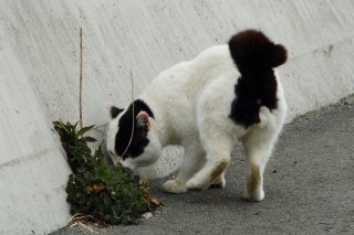 不審物を見つけたにゃ！パトロール中の“オペラ座にゃんたま”