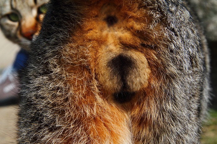 （写真:芳澤ルミ子）