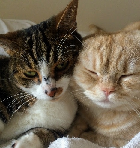 仲良しさんでえらいねー♡ （C）コクハク