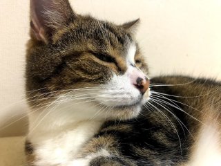 褒め言葉を理解？ ドヤ顔する猫がかわいい 2021.10.12（火）