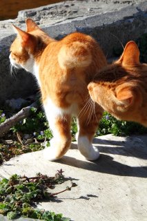 “にゃんたま”をくんくん…この匂いは間違いなく我が息子！