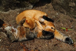 プロレスごっこで力加減を勉強中！“にゃんたま”兄弟をパチリ