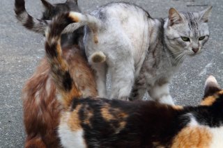 男同士の方が楽しいの？ 尻尾を絡ませる“にゃんたま”君たち