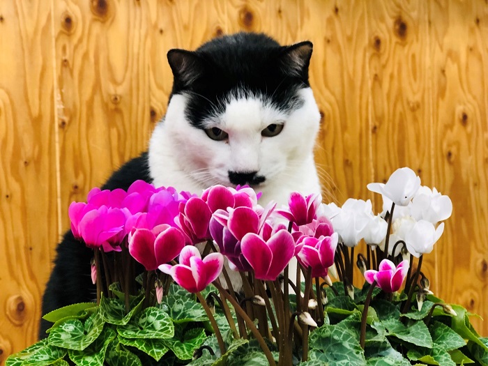 今年もこの花の季節かぁ。一年なんてアッという間じゃの～　ｂｙさぶ店長