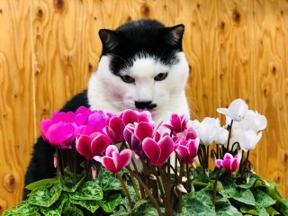 「ガーデンシクラメン」攻略法！ 間違った園芸方法に決別を